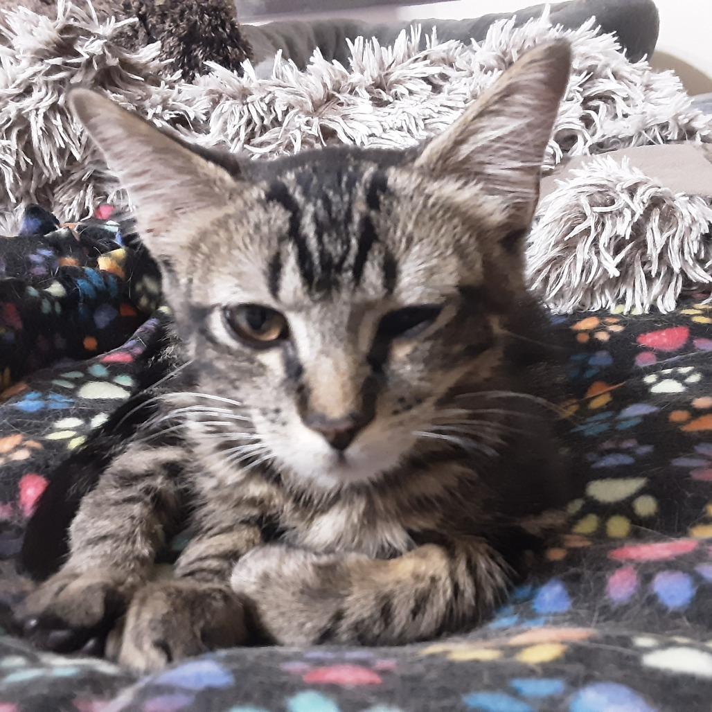 Enlarge Andy (Prince Antioch), a Adoptable American Shorthair in Overland Park, KS image 4/6