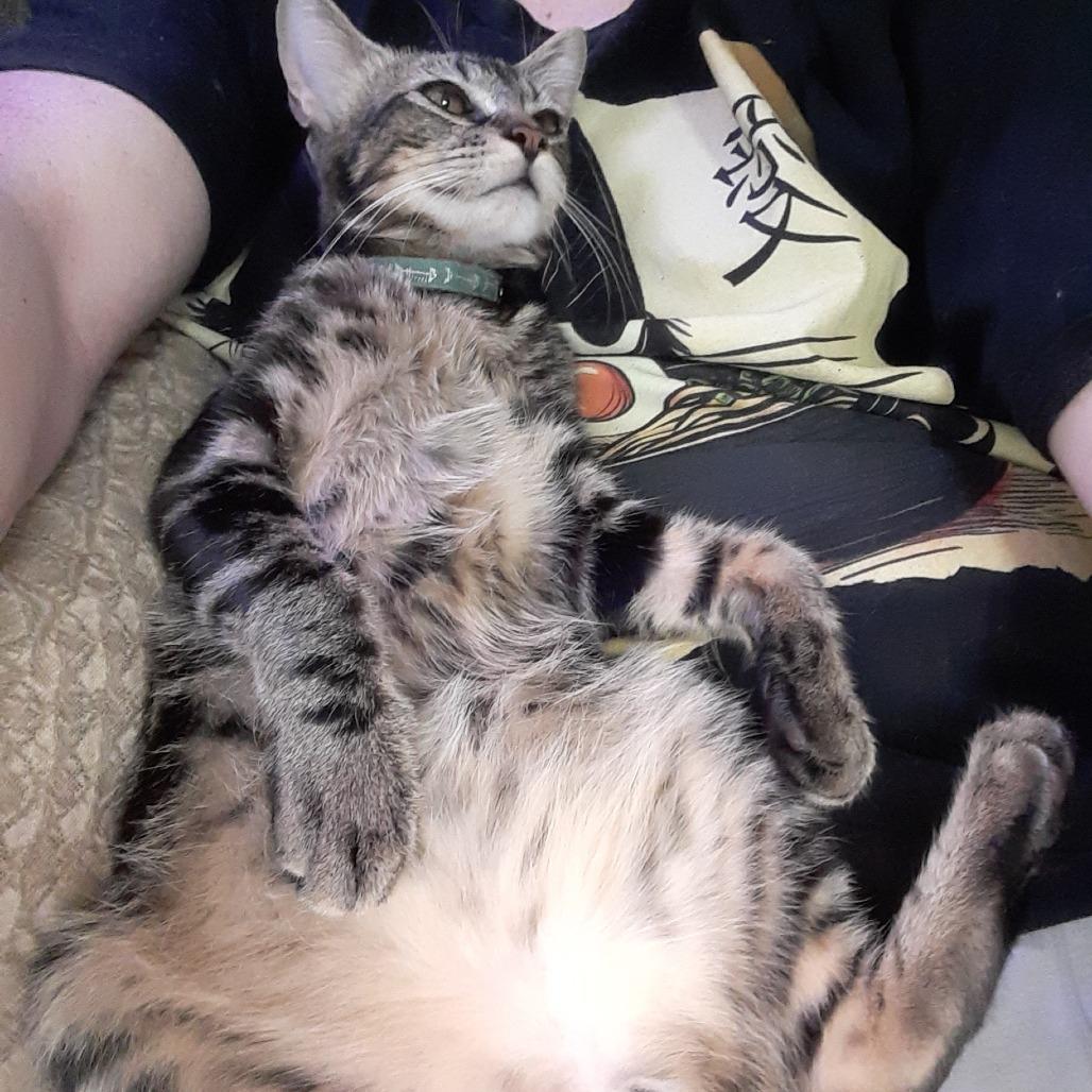 Enlarge Andy (Prince Antioch), a Adoptable American Shorthair in Overland Park, KS image 5/6