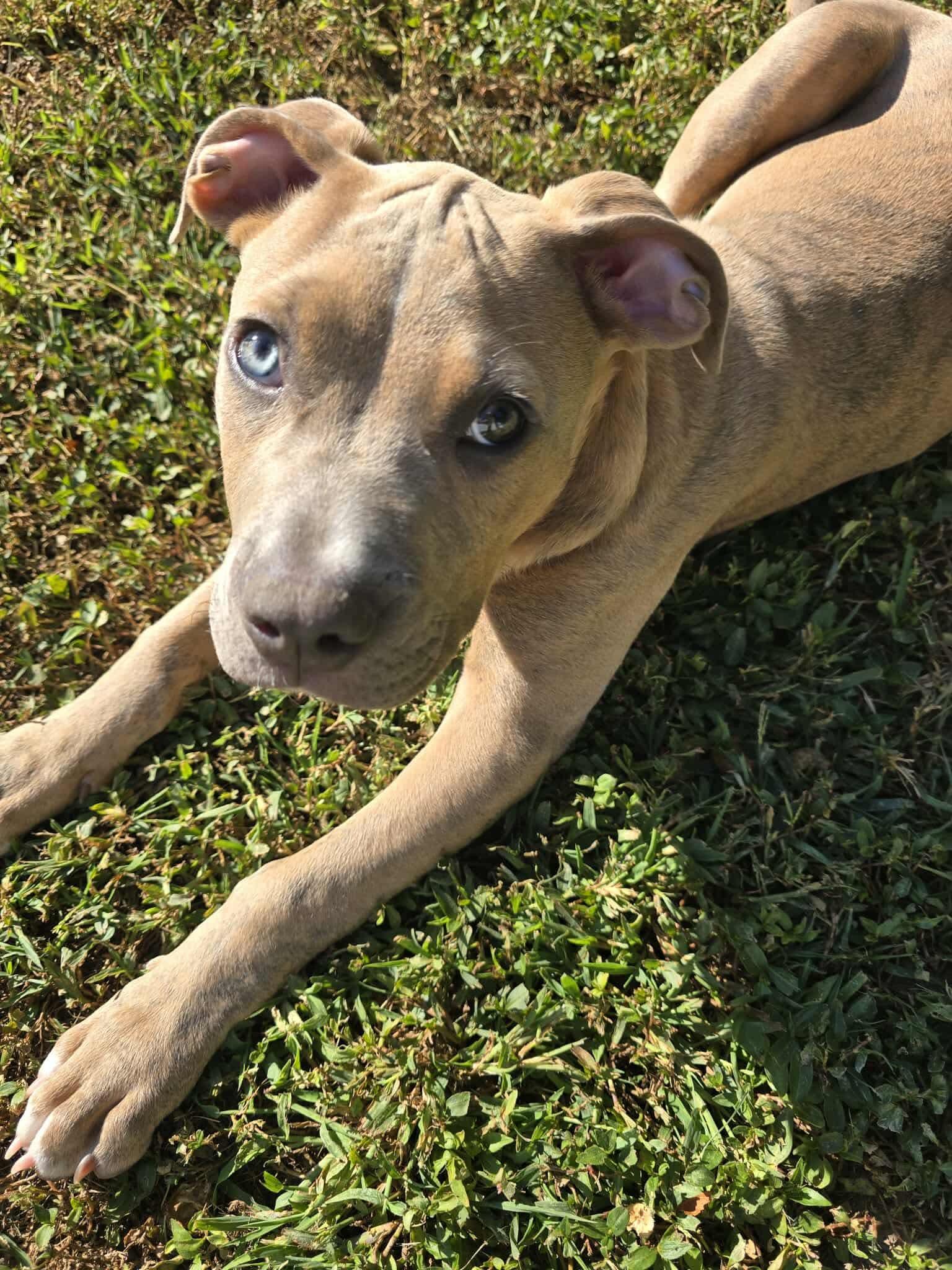 Enlarge Buttercup (in a FOSTER home), a Adoptable mixed breed in Springfield, IL image 2/2