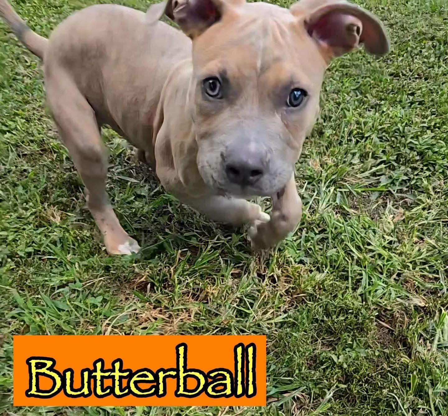 Buttercup (in a FOSTER home), Adoptable, Puppy Male Pit Bull Terrier.