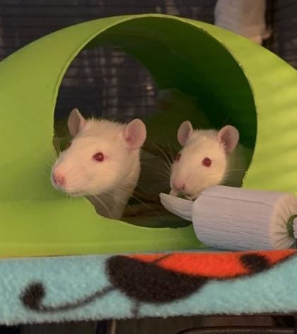 Enlarge Kormac, a Adoptable Rat in Richmond, VA image 1/1