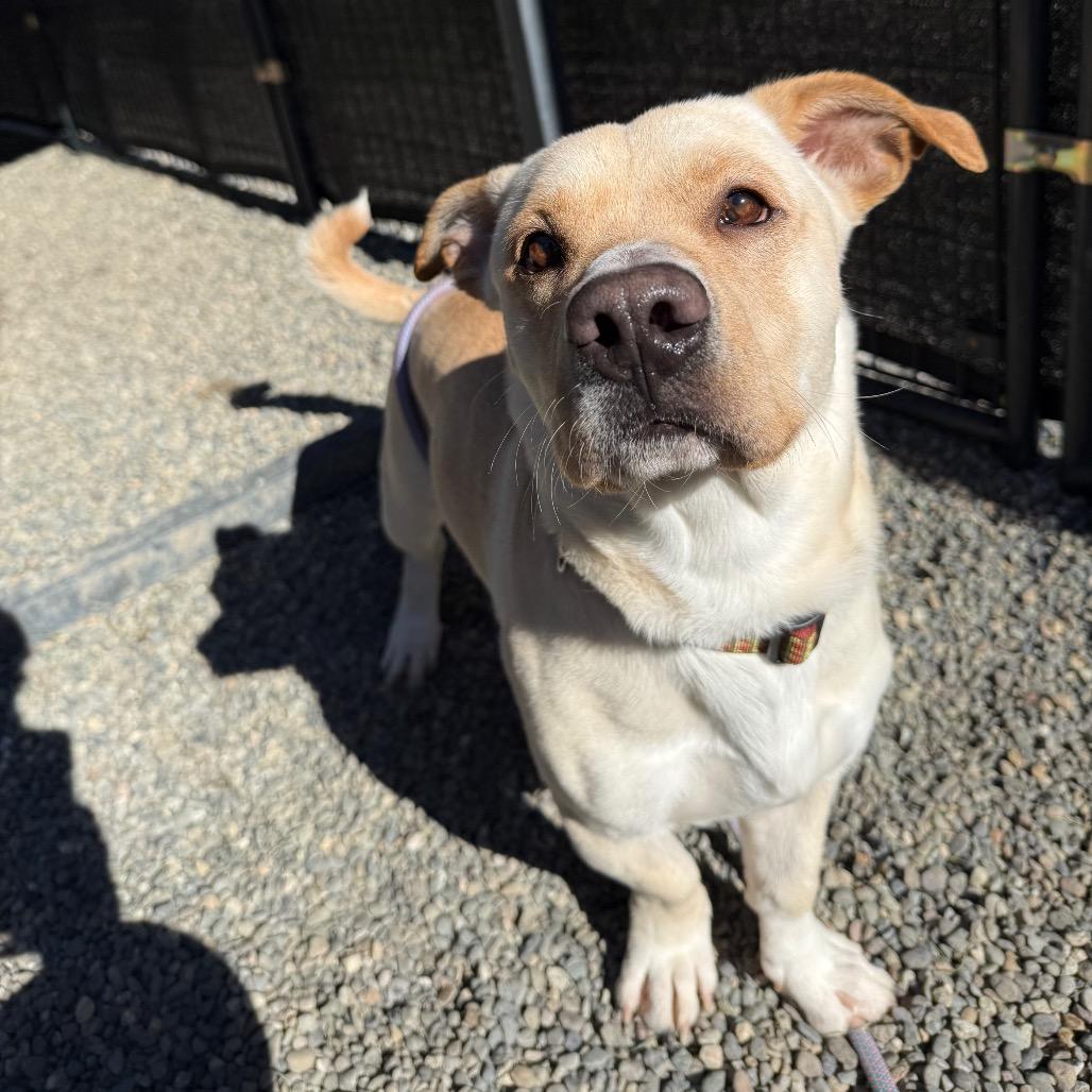 Mini Man, Adoptable, Adult Male Labrador Retriever & Basset Hound.