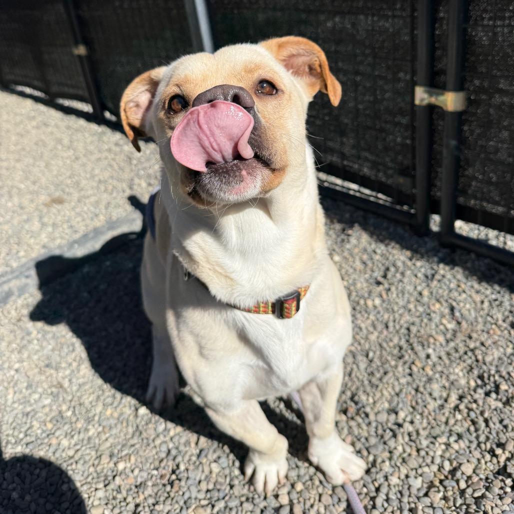 Enlarge Mini Man, a Adoptable mixed breed in Tacoma, WA image 2/4