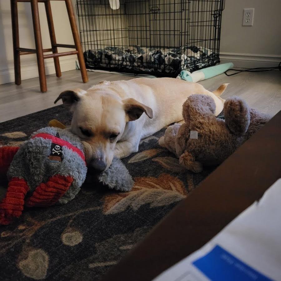 Enlarge Mini Man, a Adoptable mixed breed in Tacoma, WA image 3/4