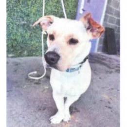 Enlarge Mini Man, a Adoptable mixed breed in Tacoma, WA image 4/4