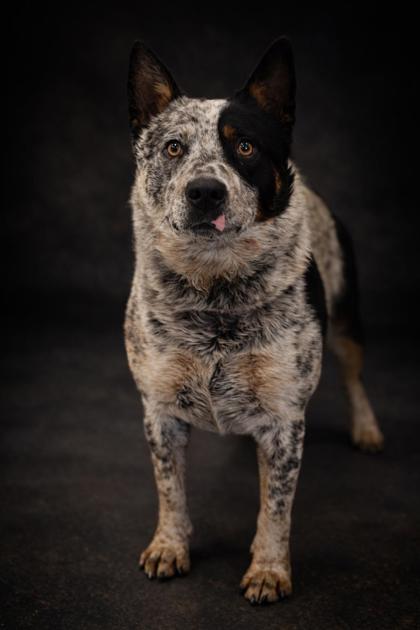 Grumpy, ADOPTABLE, Adult Male Australian Cattle Dog / Blue Heeler.