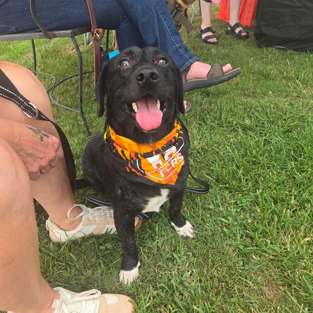 Bart, Adoptable, Adult Male Black Labrador Retriever & Mixed Breed.