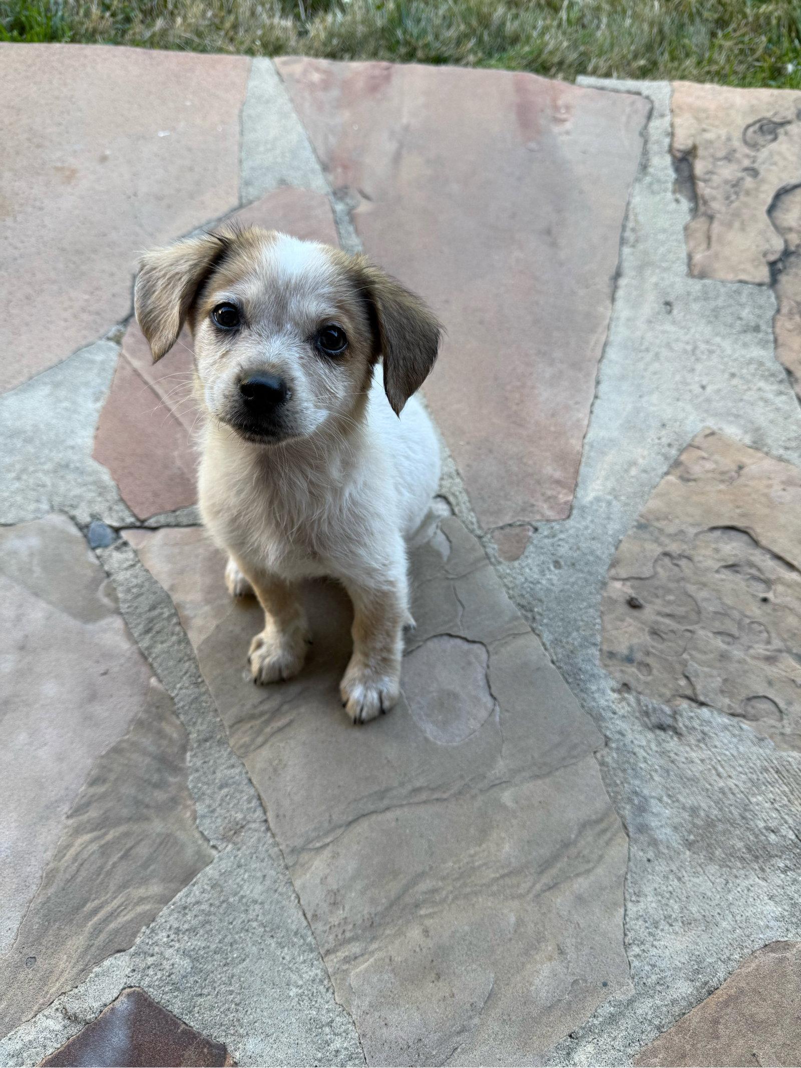 Lea, Adopted, Young Female Lhasa Apso & Terrier.