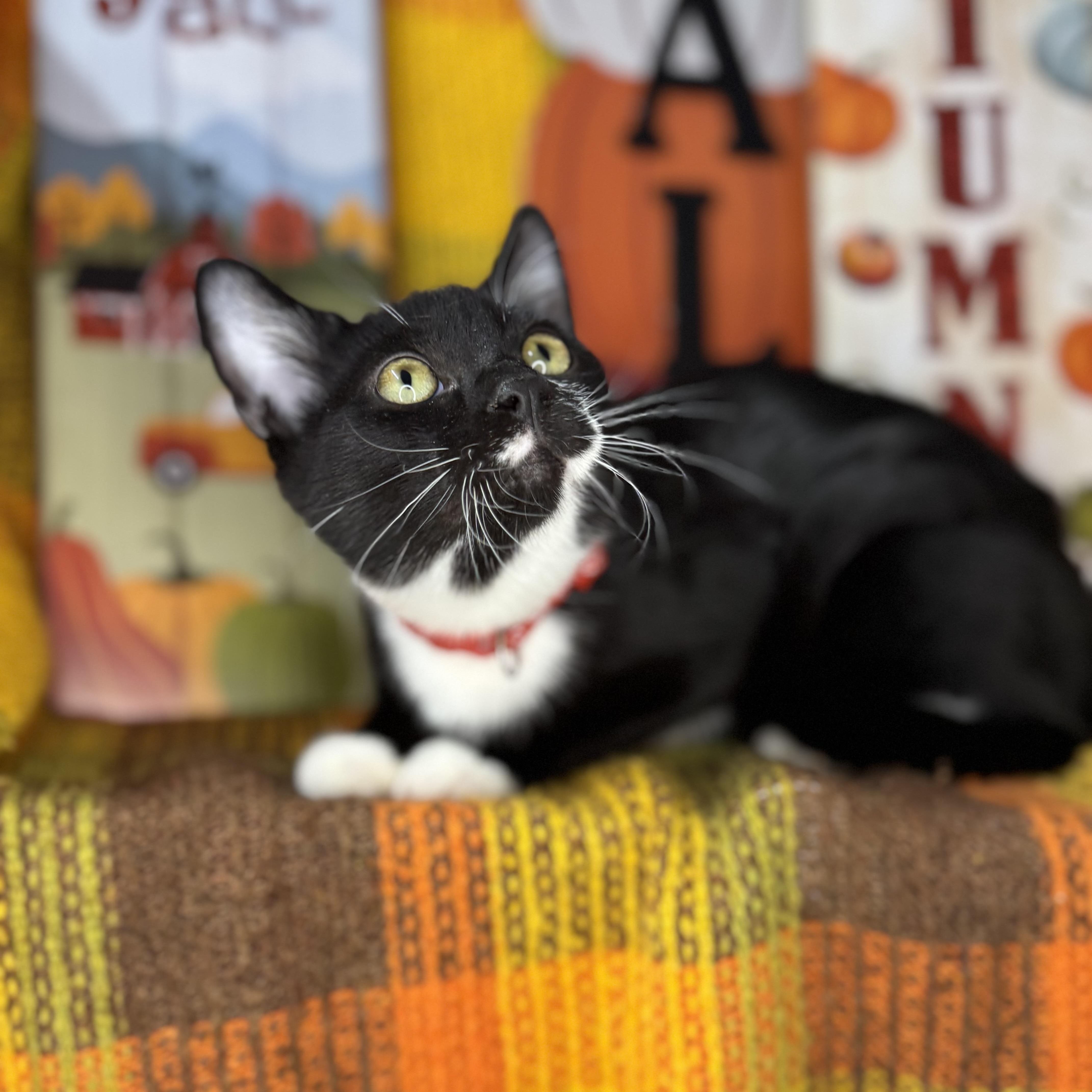 Enlarge Tucker, a Adoptable Tuxedo in Mount Vernon, IL image 3/6