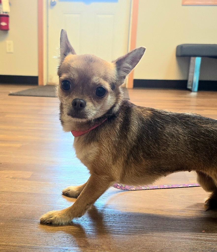 Lady, a Adoptable mixed breed in Spooner, WI image 2/5
