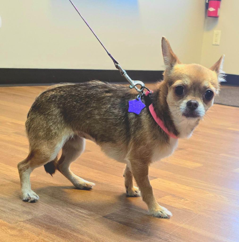 Lady, a Adoptable mixed breed in Spooner, WI image 3/5