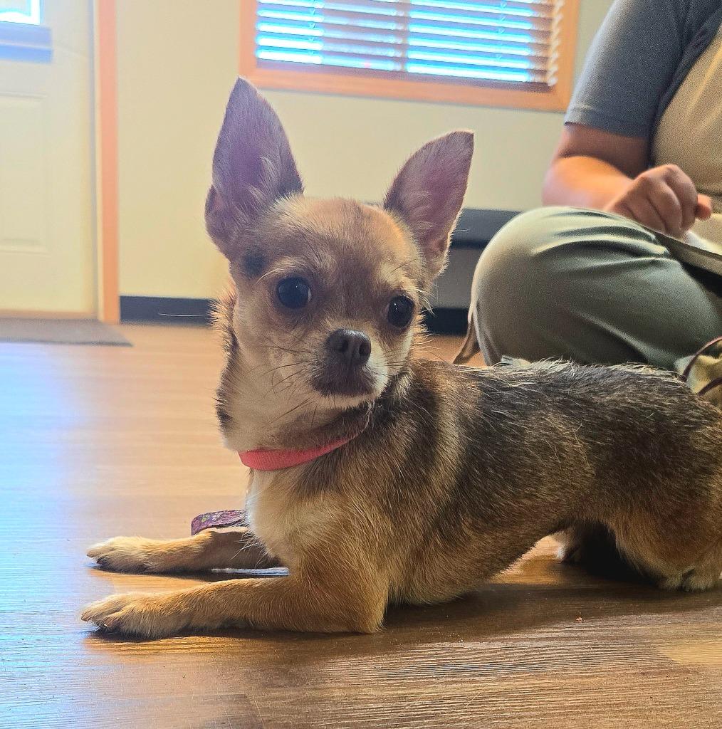 Lady, a Adoptable mixed breed in Spooner, WI image 5/5