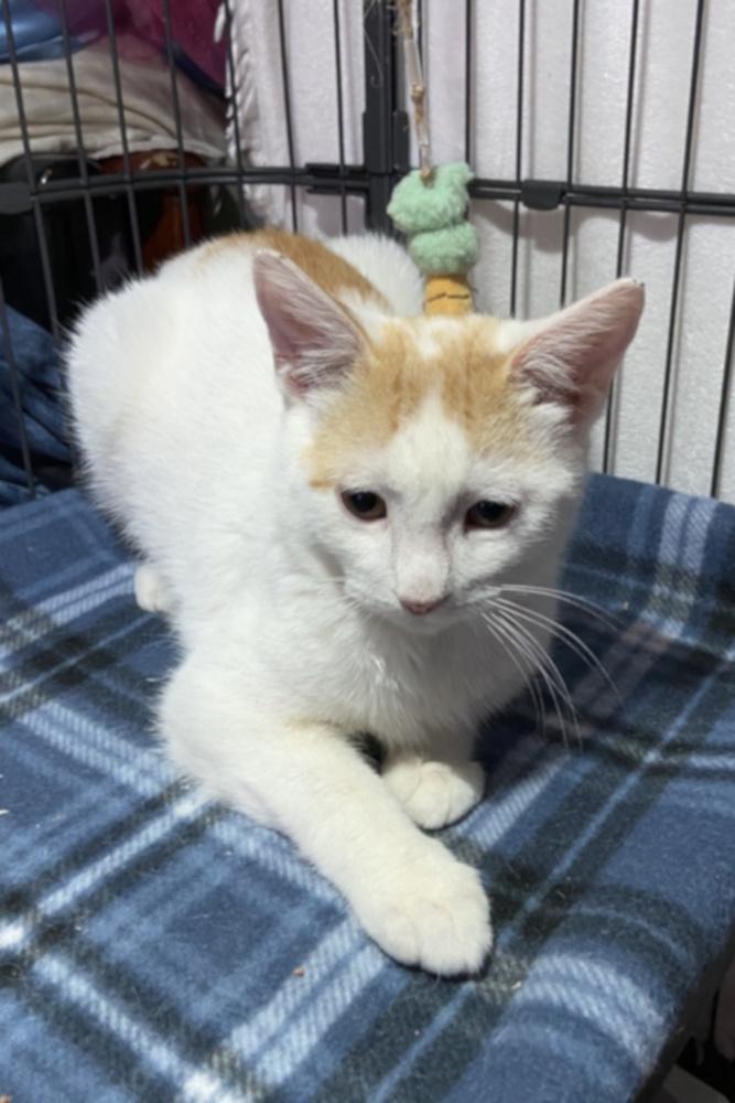 Enlarge Yoplait, a Adopted Domestic Short Hair in Virginia Beach, VA image 1/1