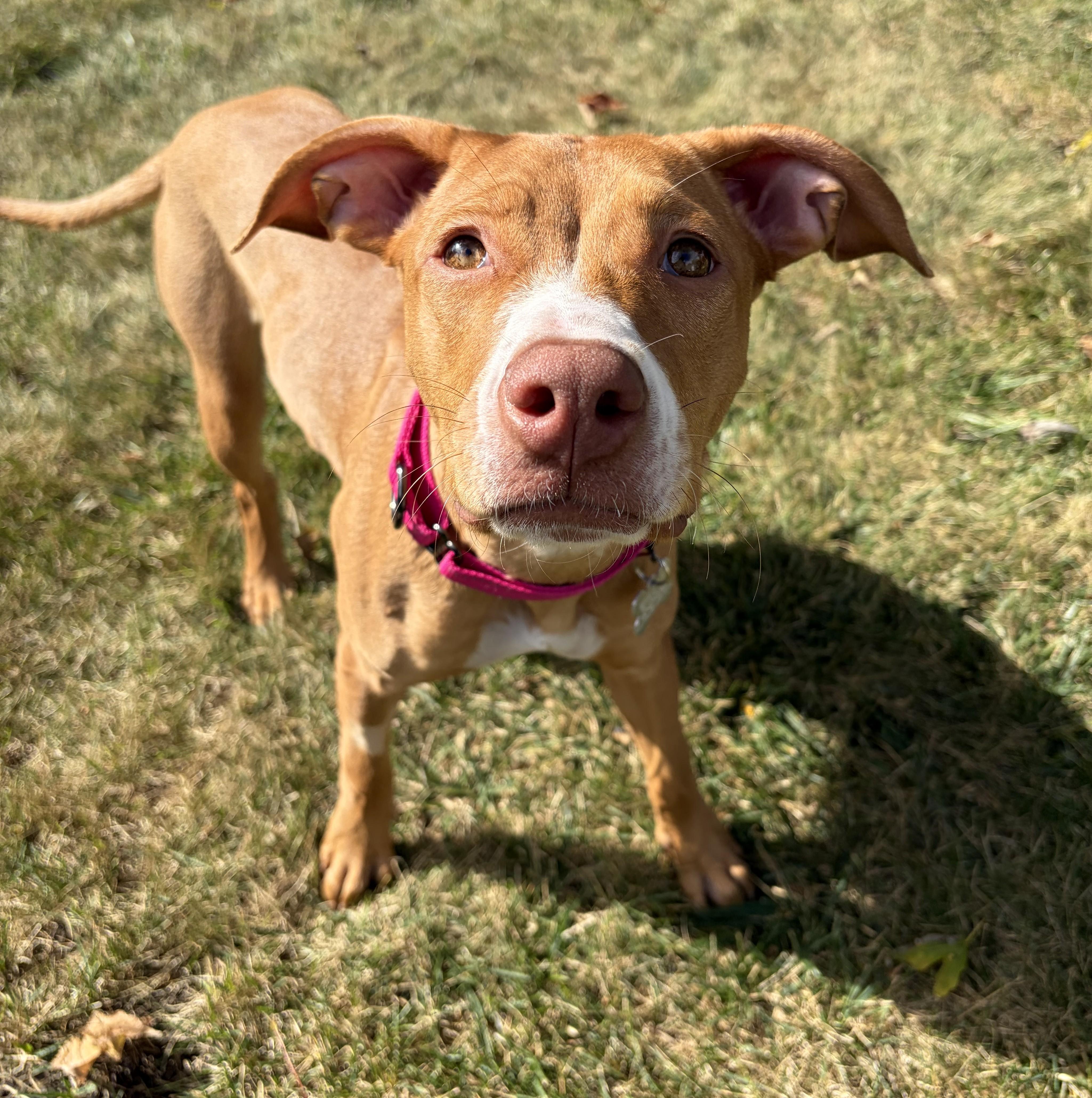 Strawberry Shortcake