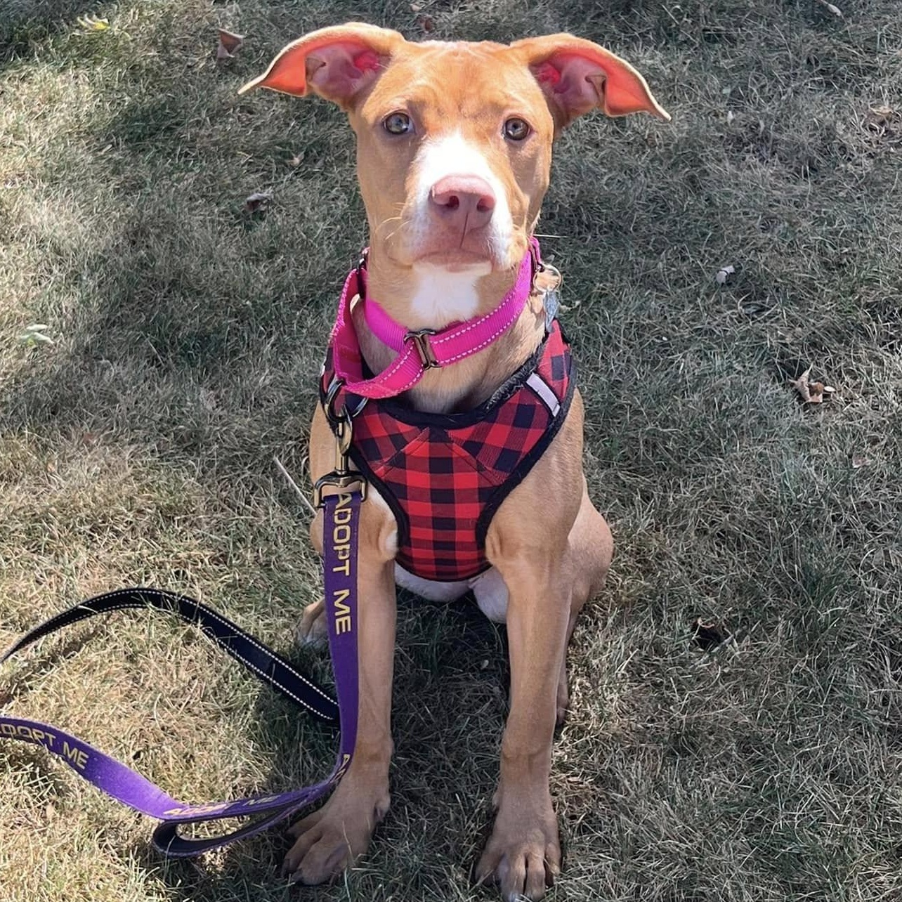 Strawberry Shortcake