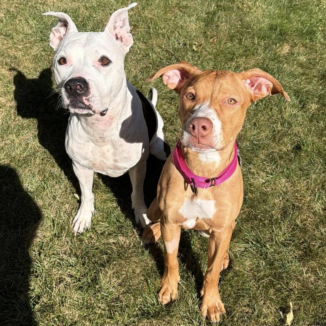 Strawberry Shortcake