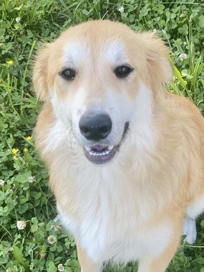 Enlarge Karma, a ADOPTABLE mixed breed in Honeoye Falls, NY image 1/1