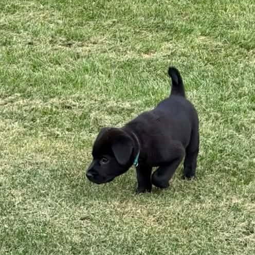 Enlarge Ron Swanson, a Adoptable Mixed Breed in Racine, WI image 2/3