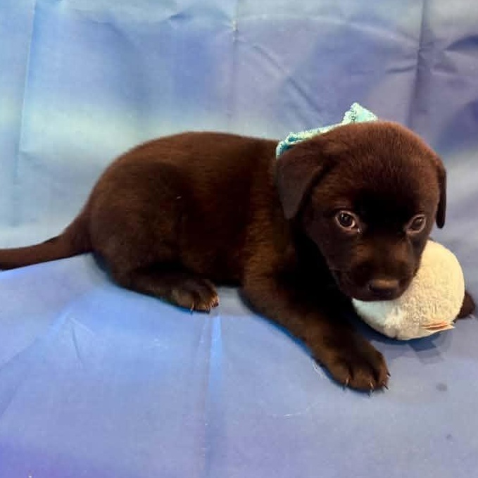 Enlarge Ron Swanson, a Adoptable Mixed Breed in Racine, WI image 3/3