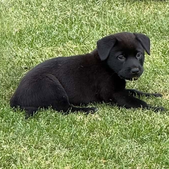 Ron Swanson, Adoptable, Young Male Mixed Breed.