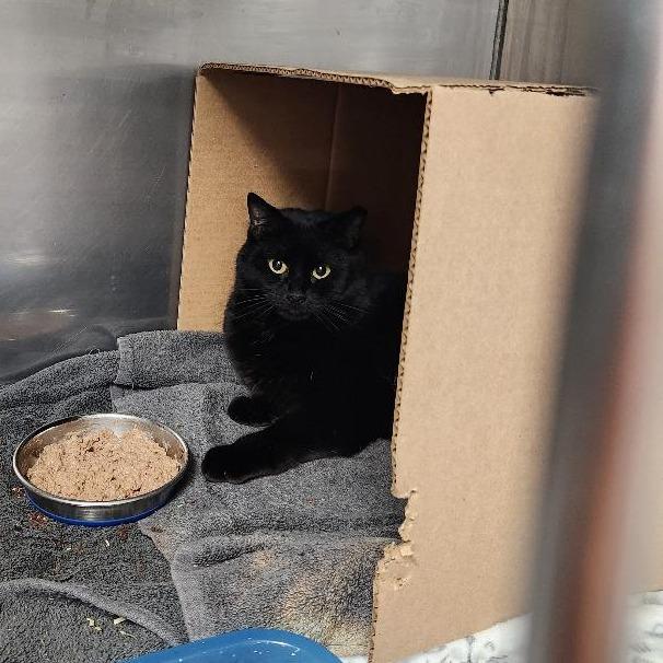 Enlarge Tre-cy, a Adoptable Domestic Short Hair in Alexandria, VA image 1/2