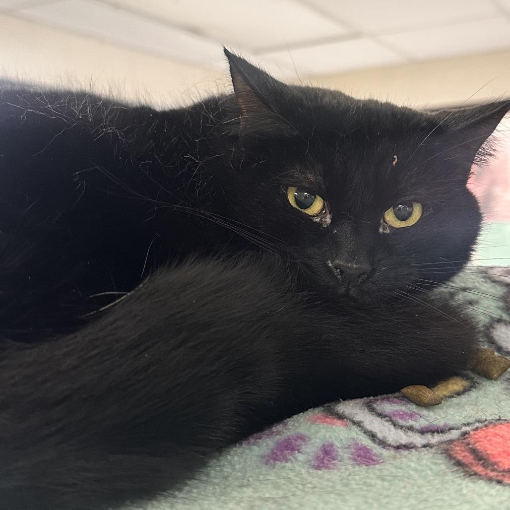 Enlarge Tre-cy, a Adoptable Domestic Short Hair in Alexandria, VA image 2/2