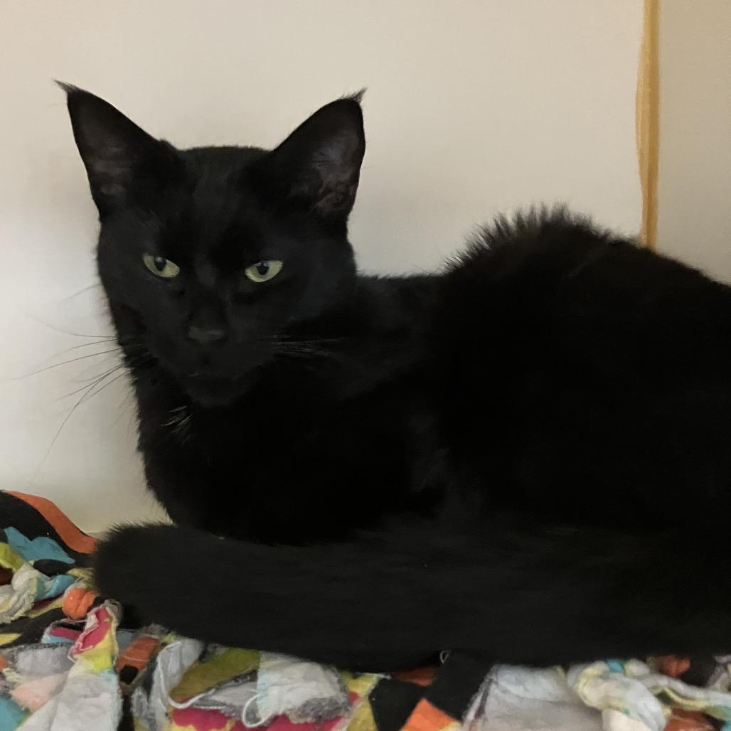 Arabella, Adoptable, Young Female Domestic Short Hair.