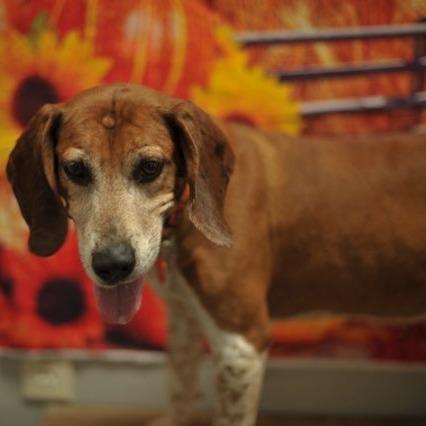 Enlarge Crosby, a Adoptable mixed breed in Normal, IL image 1/6