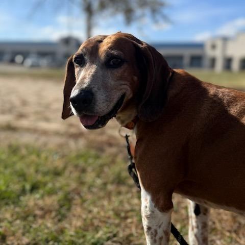 Enlarge Crosby, a Adoptable mixed breed in Normal, IL image 2/6