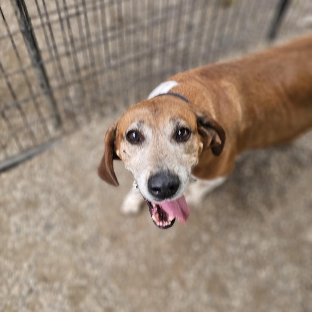 Enlarge Crosby, a Adoptable mixed breed in Normal, IL image 4/6