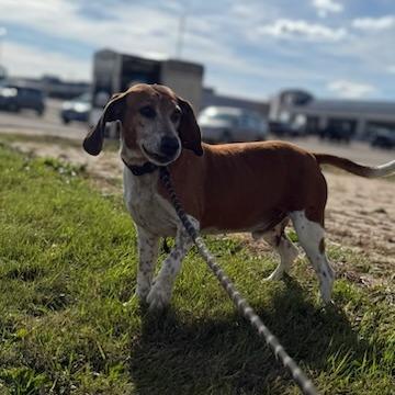 Enlarge Crosby, a Adoptable mixed breed in Normal, IL image 5/6