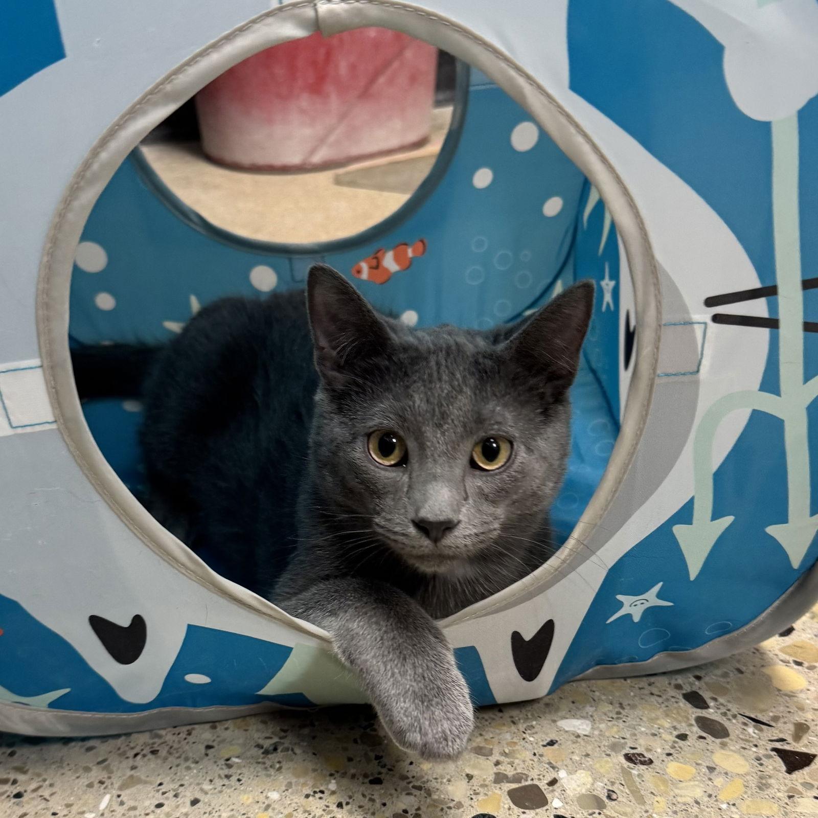 Enlarge Hank, a Adoptable Domestic Short Hair in Hanover Park, IL image 1/2