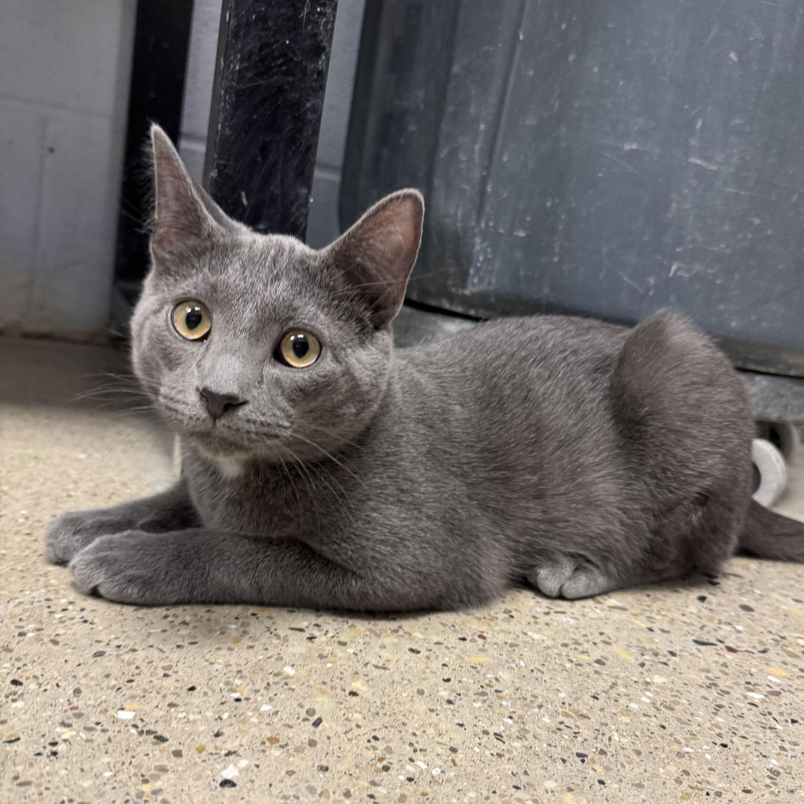 Enlarge Hank, a Adoptable Domestic Short Hair in Hanover Park, IL image 2/2