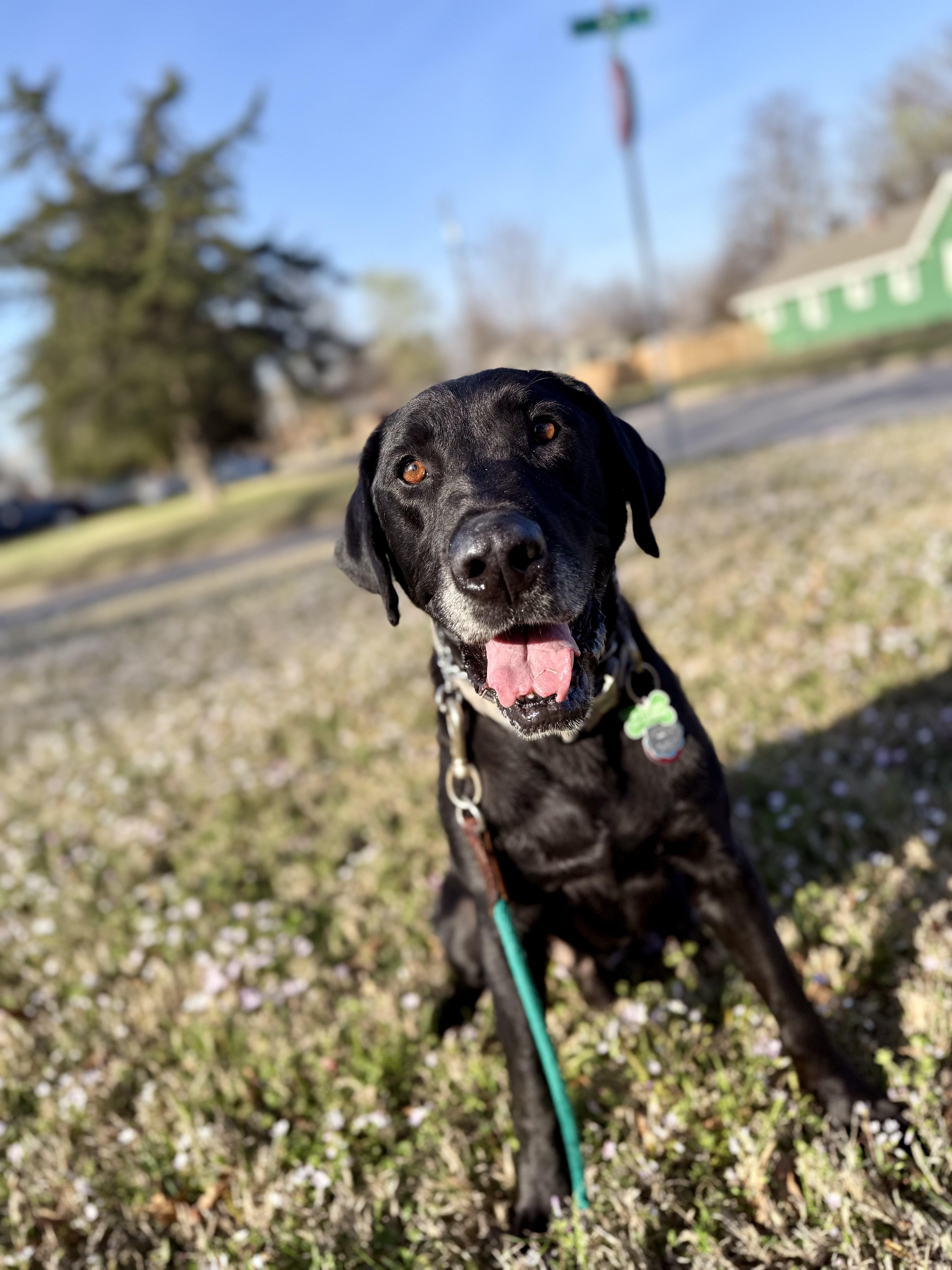 GEORGE, an adoptable Labrador Retriever in Broken Arrow, OK image 4/4