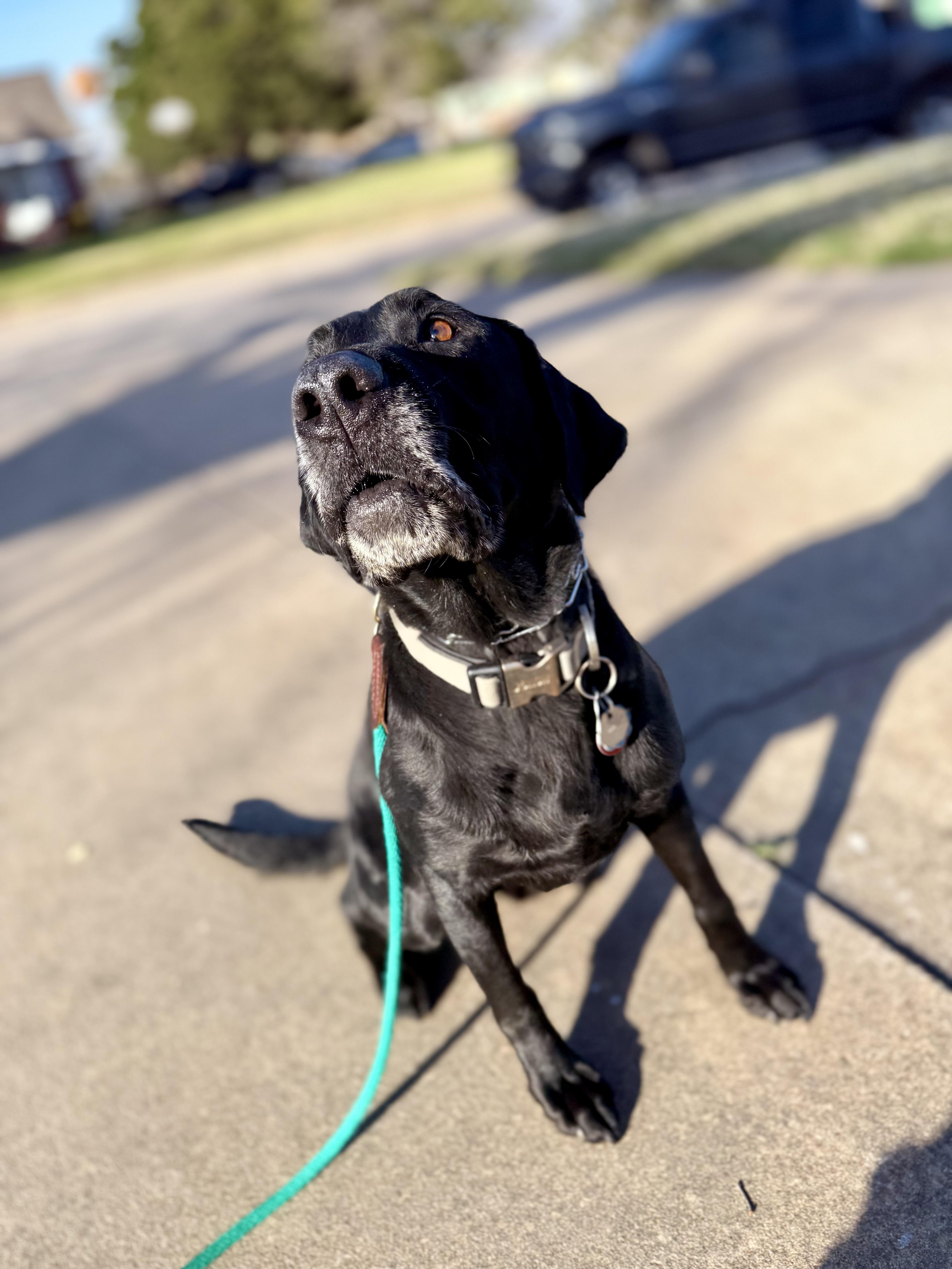 GEORGE, an adoptable Labrador Retriever in Broken Arrow, OK image 2/4