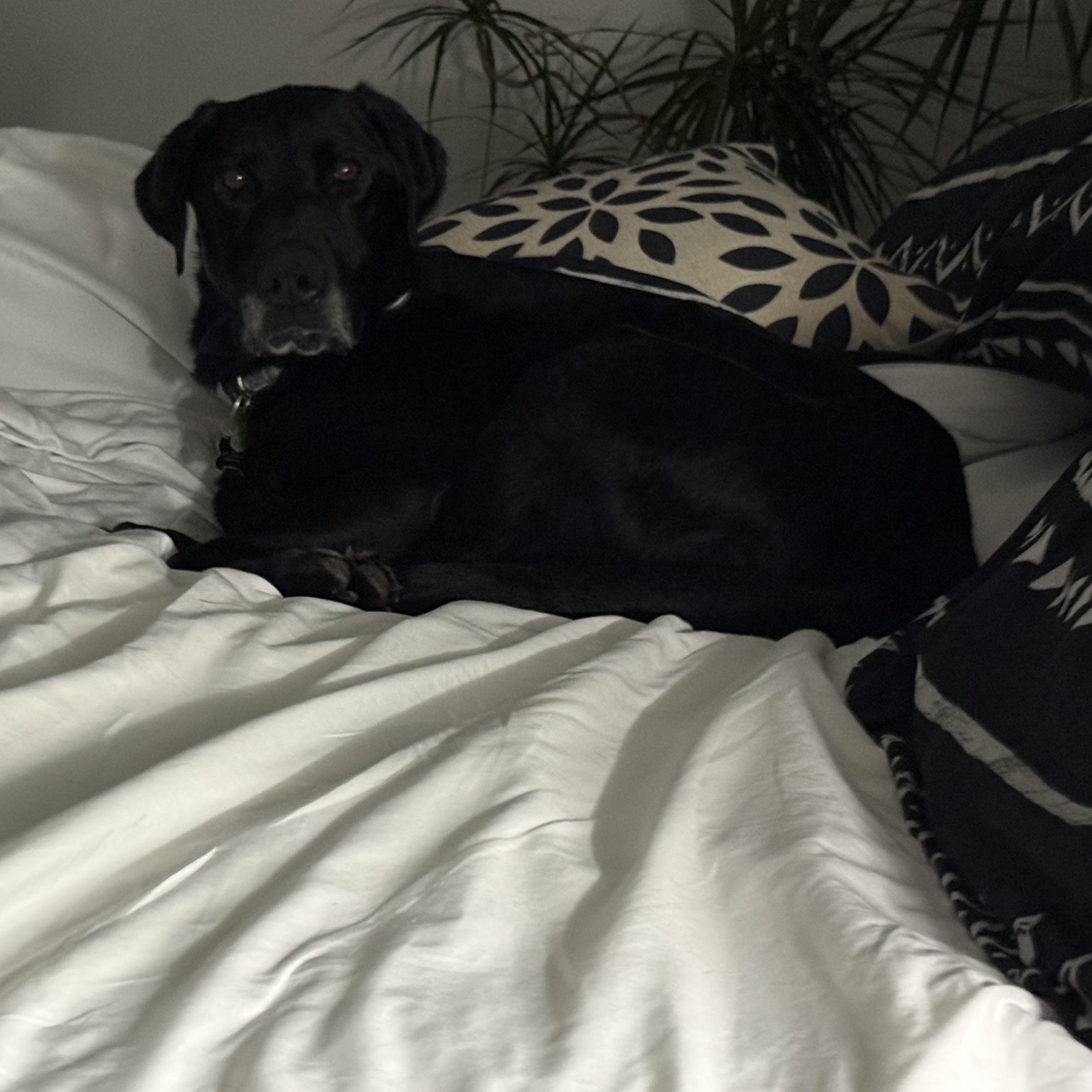 Enlarge GEORGE, an adopted Labrador Retriever in Broken Arrow, OK image 2/2