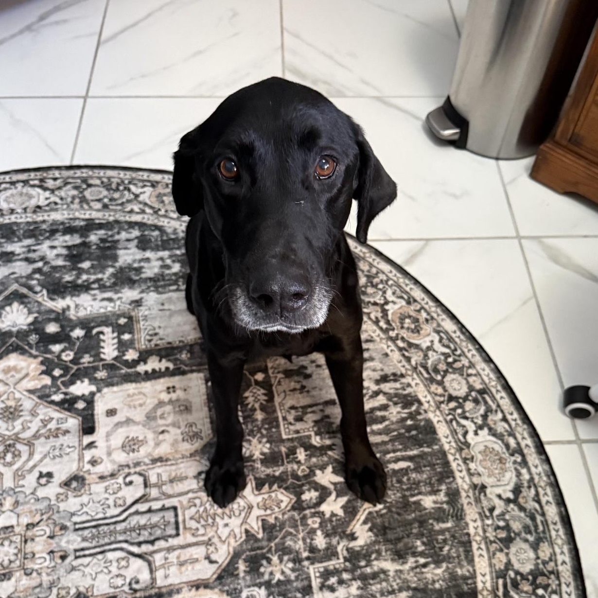 Enlarge GEORGE, an adopted Labrador Retriever in Broken Arrow, OK image 1/2