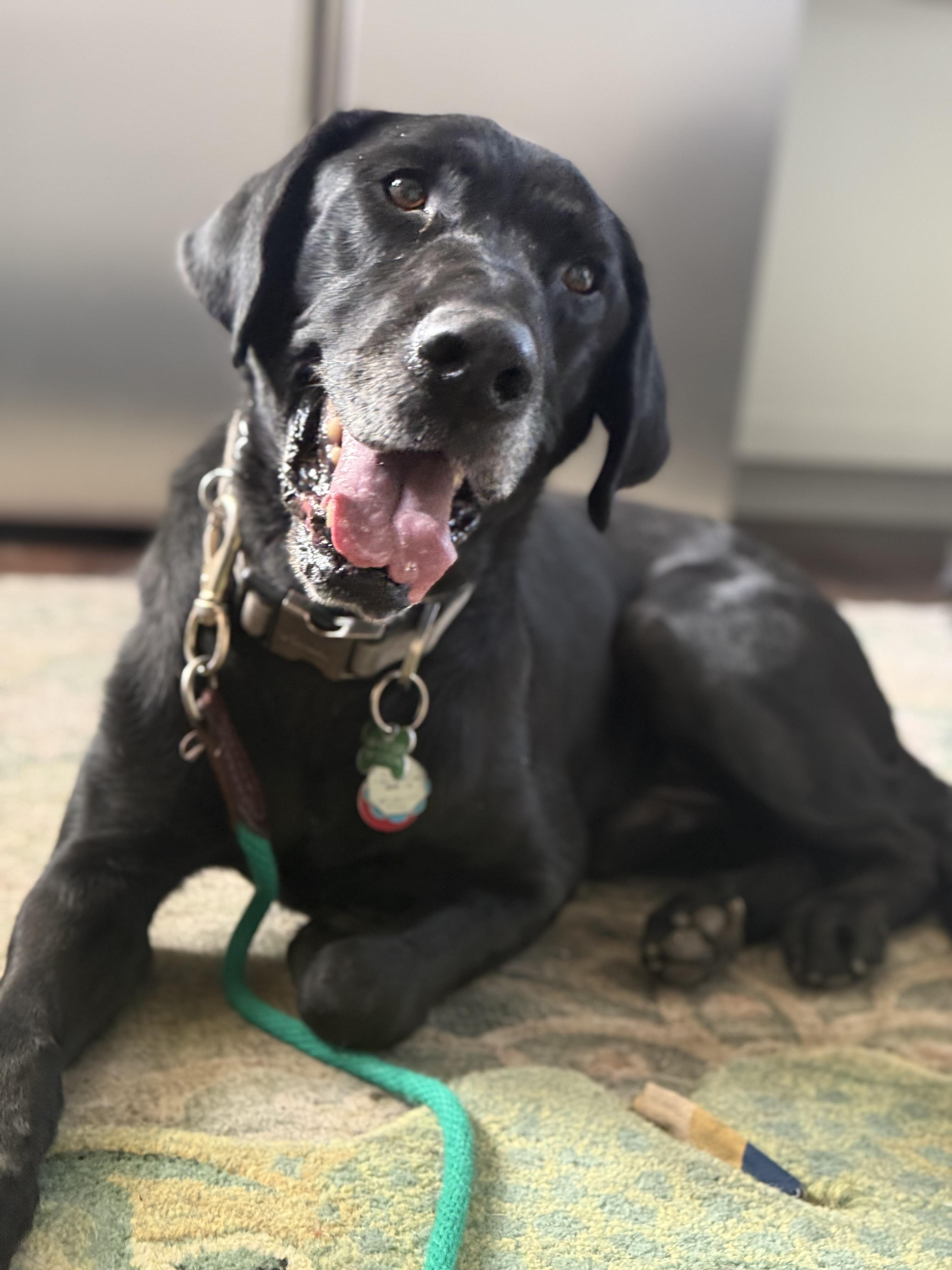 GEORGE, an adoptable Labrador Retriever in Broken Arrow, OK image 1/4