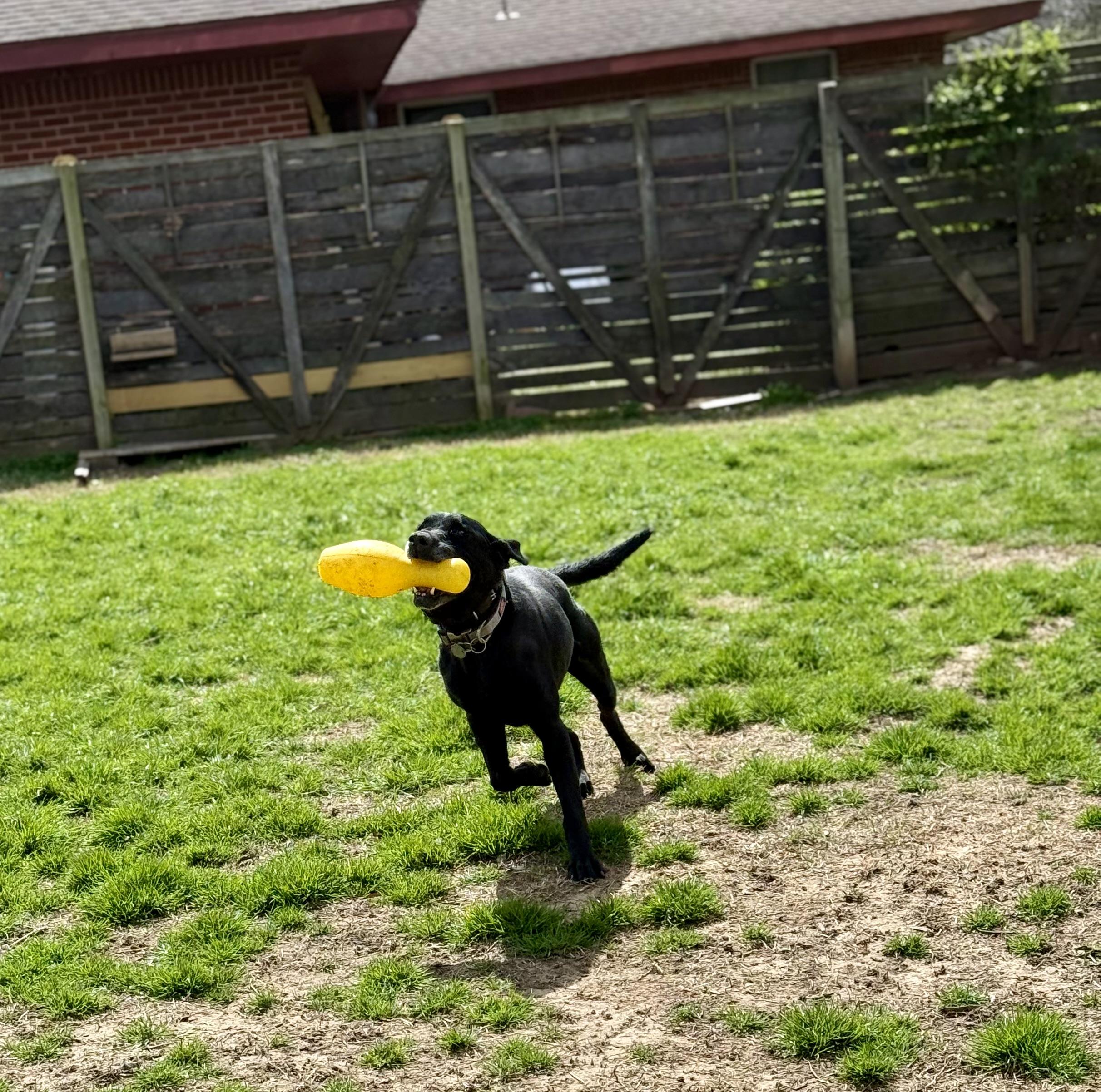 GEORGE, an adoptable Labrador Retriever in Broken Arrow, OK image 3/4