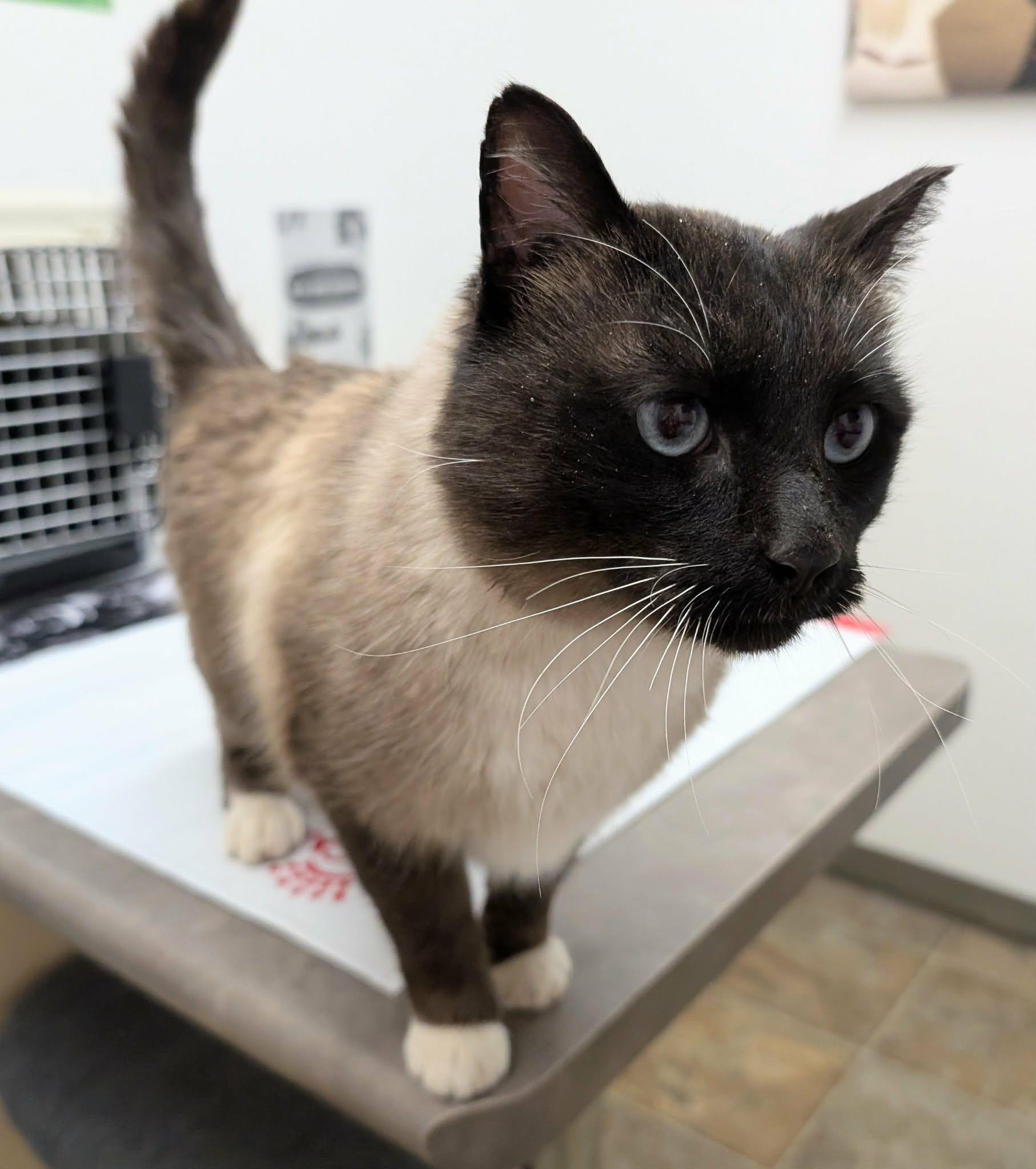 Enlarge Cappachino, a other mixed breed in Winnipeg, MB image 2/2