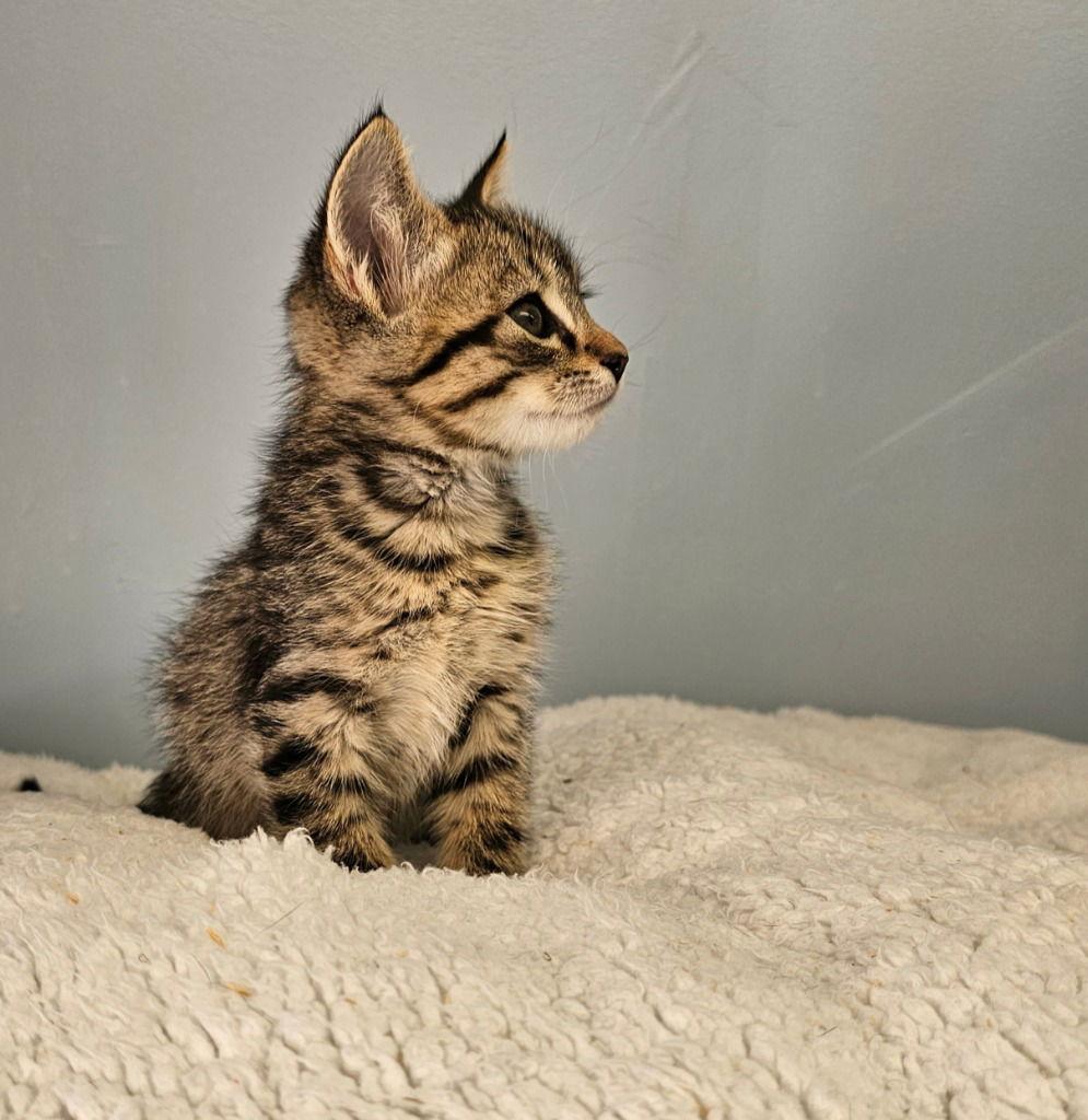 Grinch, Adoptable, Kitten Male Tabby.