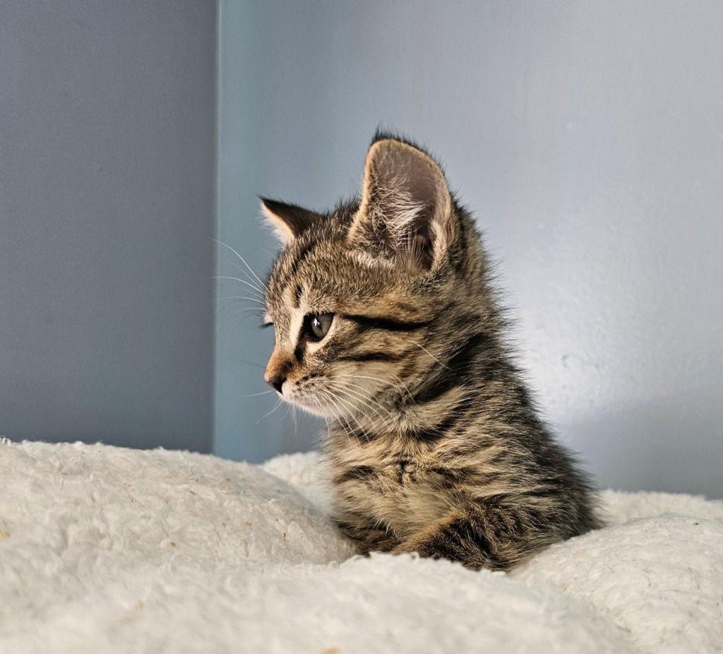Enlarge Grinch, a Adoptable Tabby in Lovingston, VA image 2/3