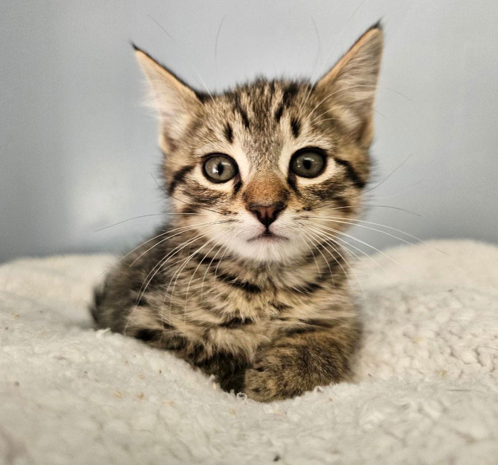 Enlarge Grinch, a Adoptable Tabby in Lovingston, VA image 3/3