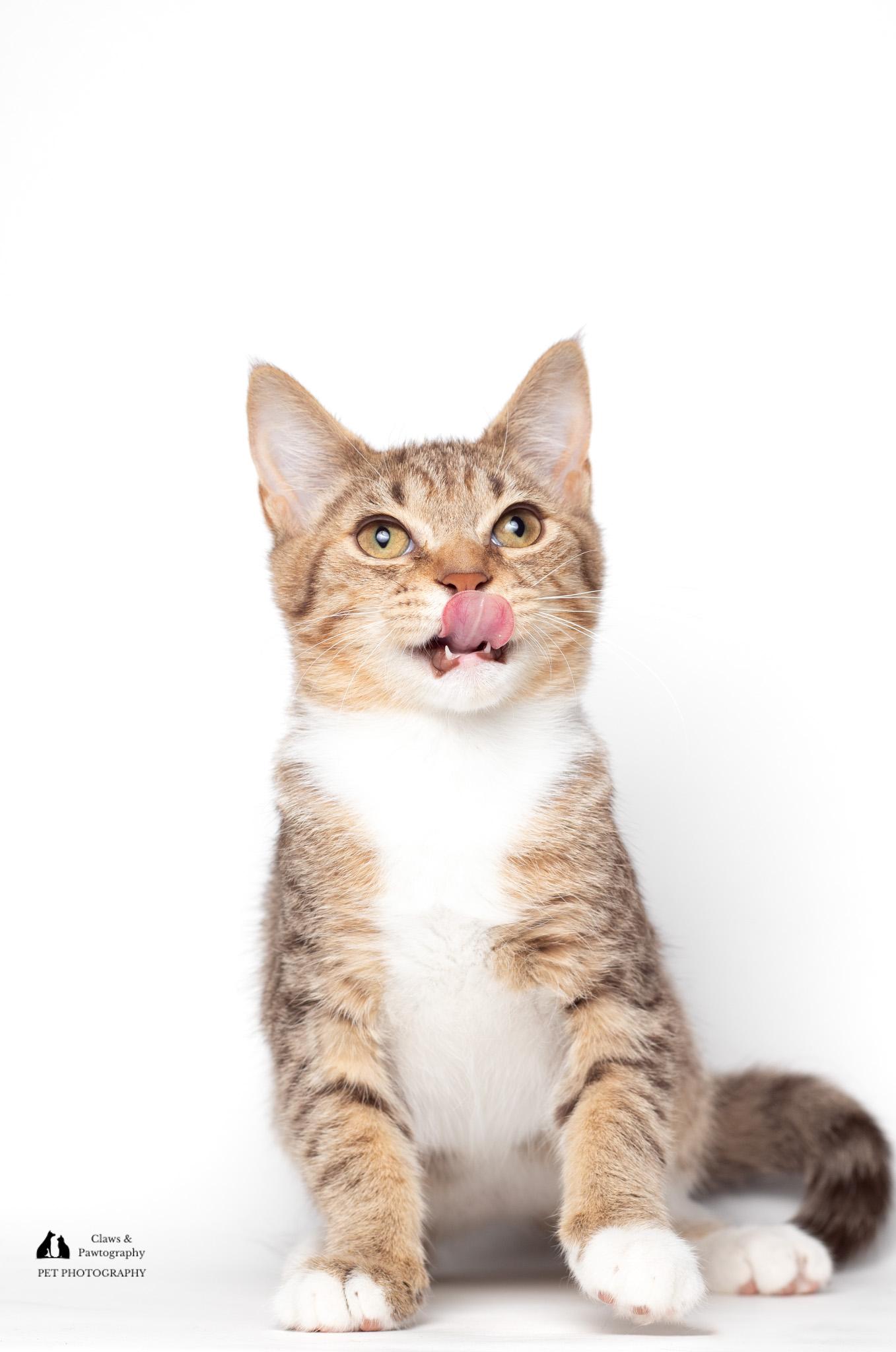 Enlarge Daniel @ Fat Cat Cafe, a ADOPTABLE mixed breed in Tallahassee, FL image 2/5