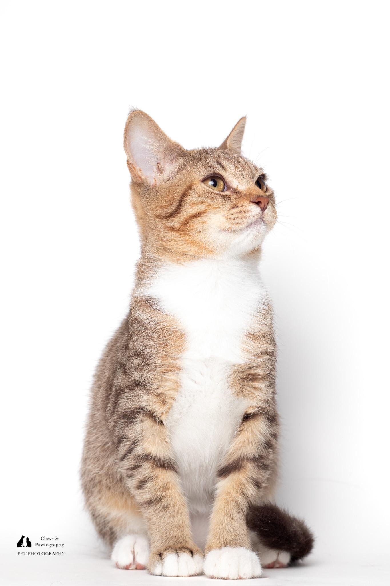 Enlarge Daniel @ Fat Cat Cafe, a ADOPTABLE mixed breed in Tallahassee, FL image 3/5