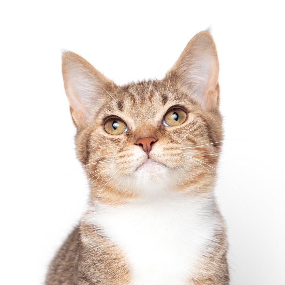 Daniel @ Fat Cat Cafe, ADOPTABLE, Kitten Male Domestic Short Hair & Tabby.