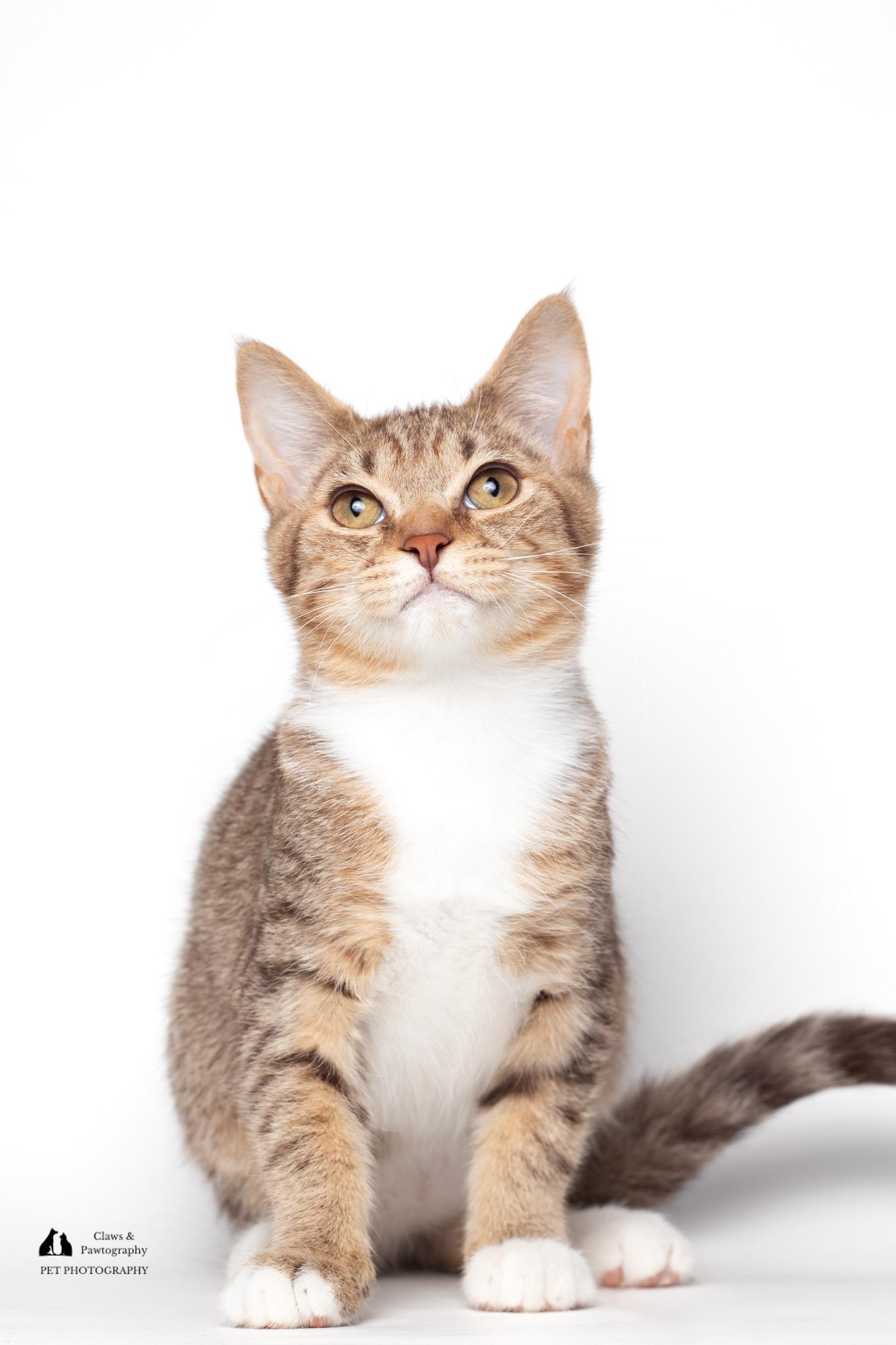 Enlarge Daniel @ Fat Cat Cafe, a ADOPTABLE mixed breed in Tallahassee, FL image 5/5