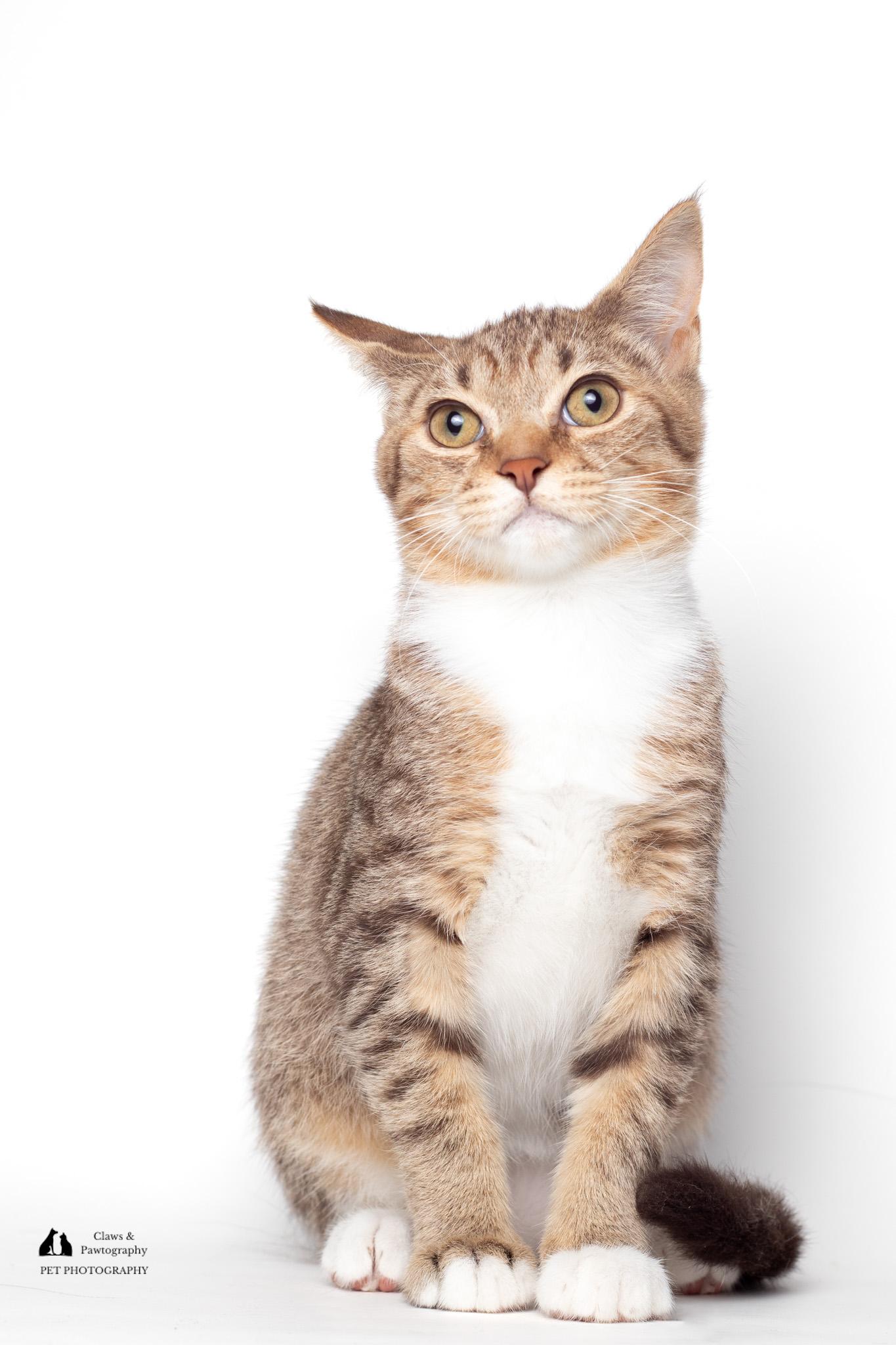 Enlarge Daniel @ Fat Cat Cafe, a ADOPTABLE mixed breed in Tallahassee, FL image 4/5