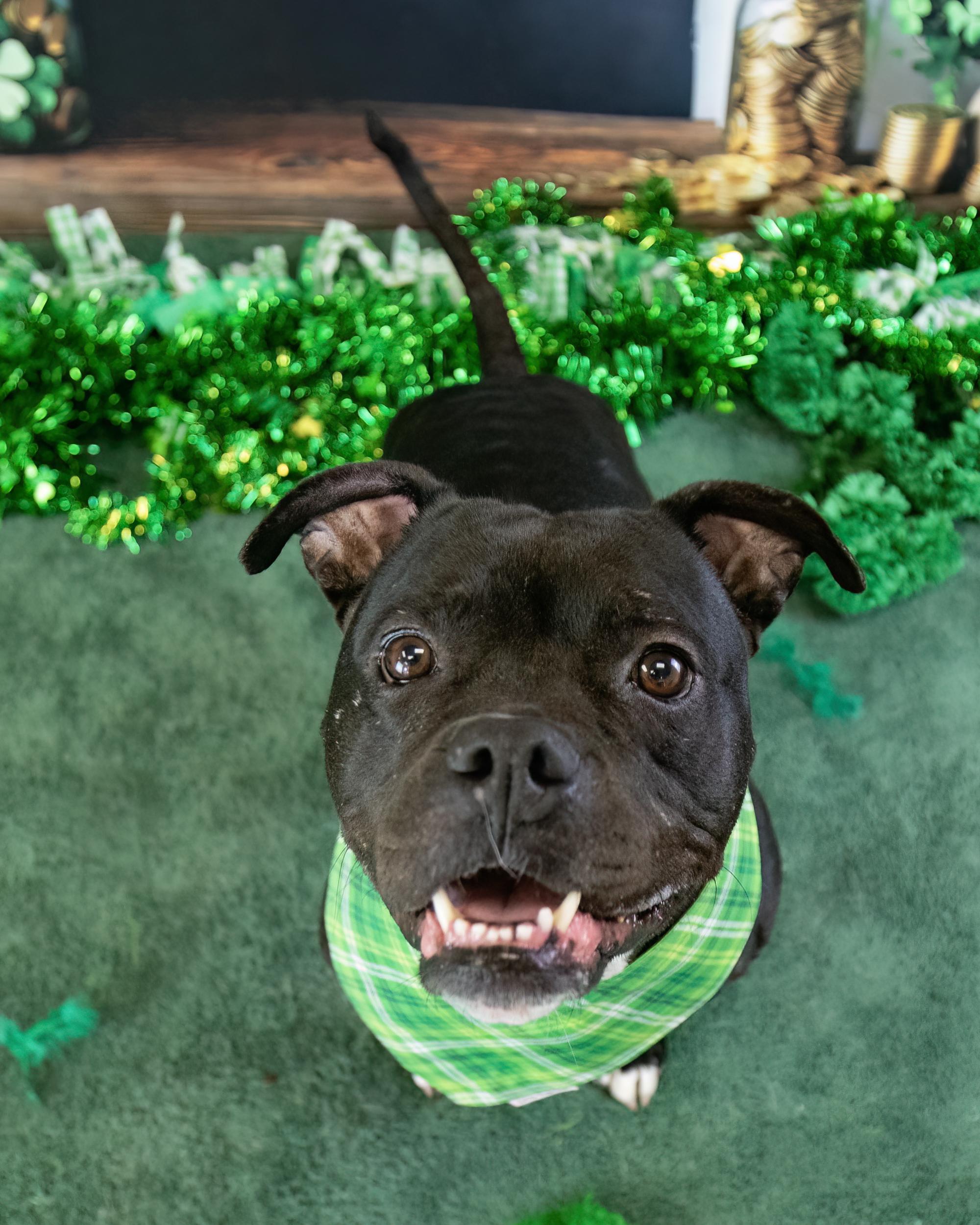 Enlarge Ruby, a Adoptable mixed breed in Chandler, AZ image 6/6