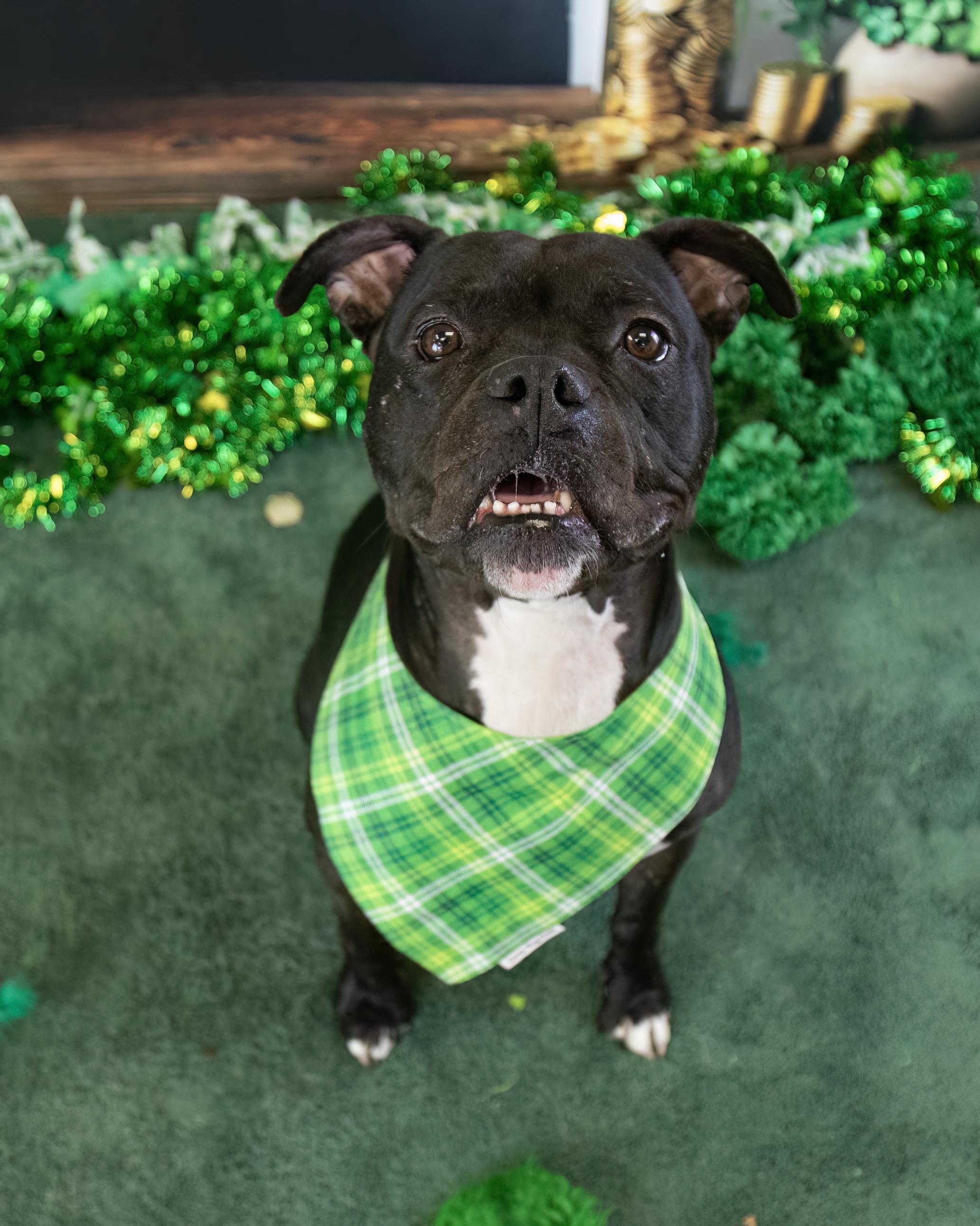 Enlarge Ruby, a Adoptable mixed breed in Chandler, AZ image 4/6